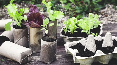 Exemples de contenants recyclés pour semis