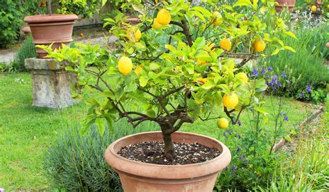 un citronnier en pot fleuri