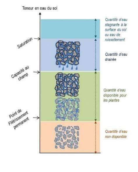 Graphique comparatif des capacités de rétention d'eau des différents substrats
