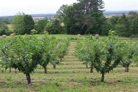 Vue panoramique des vergers de fruits rouges dans la Drôme en été