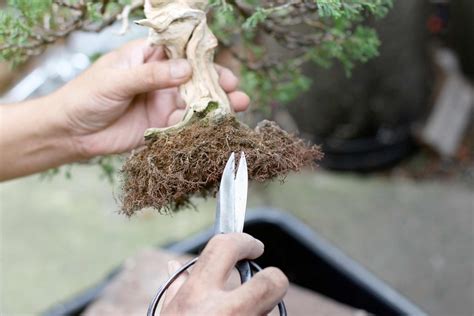 Vérification des racines d'un bonsaï