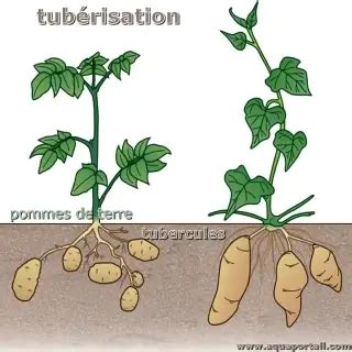 Schéma comparatif des formes de tubercules de pommes de terre