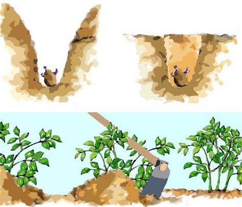 Illustration des étapes clés de la plantation et du buttage de la pomme de terre