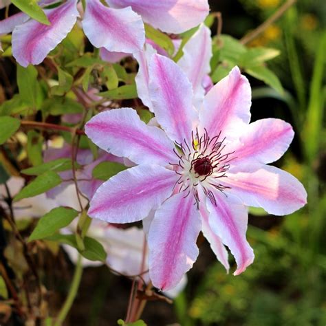 fleurs bicolores de la clématite Nelly Moser