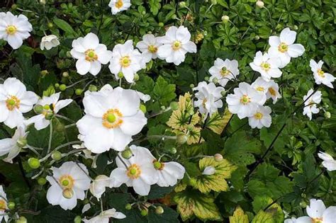 Plan général d'un massif d'anémones du Japon en pleine floraison estivale