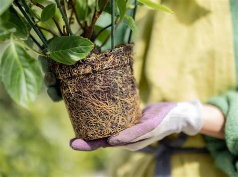 Comparaison du développement racinaire entre pot géotextile et pot en plastique