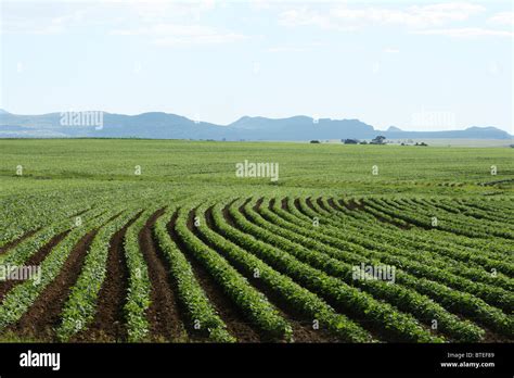 Champs cultivés avec des engrais potassiques