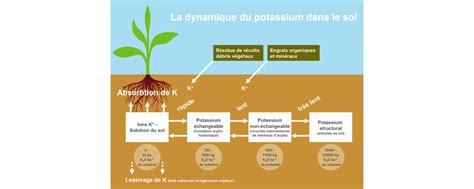 Diagramme des formes de potassium dans le sol