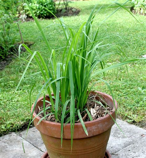 Plan de citronnelle en pot ensoleillé