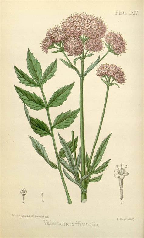 Illustration botanique de Valeriana officinalis