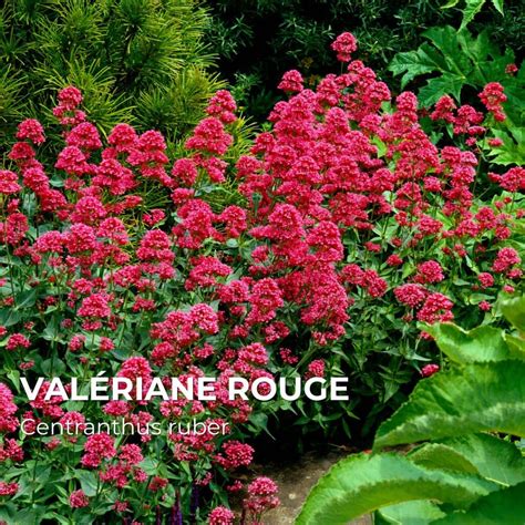 Jardin de Valériane officinale en fleurs