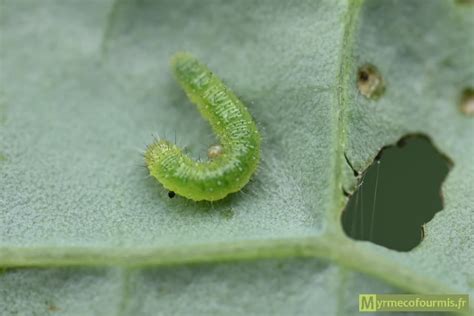 Chenilles de piérides dévorant une feuille de chou
