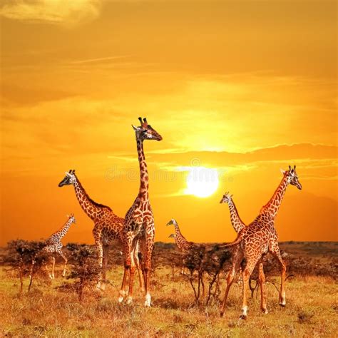 Girafe dans la savane africaine