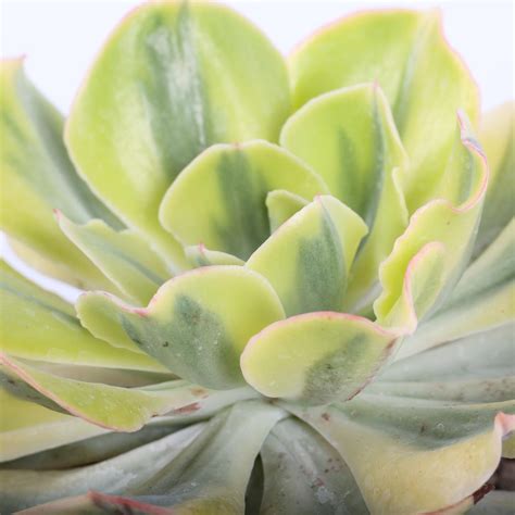 Echeveria en rosette aux teintes variées