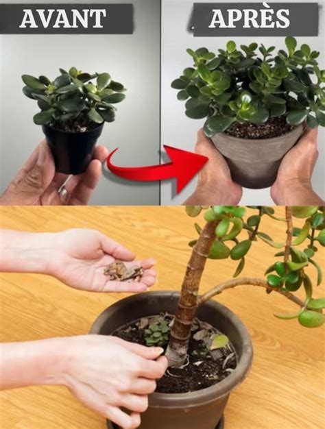 Schéma d'un pot bien drainé pour succulente avec couches de drainage