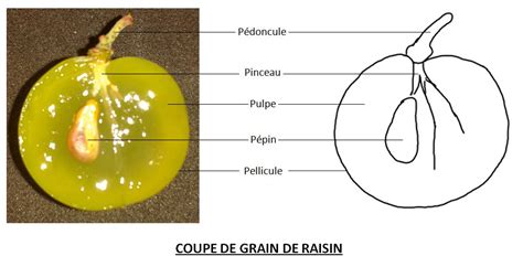 Schéma explicatif de la formation du grain de raisin et de l'apyrénie