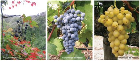 Comparaison entre grappes de raisins anciens et hybrides modernes