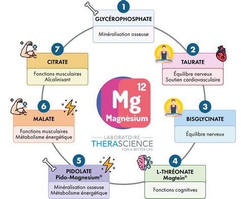 Infographie sur les fonctions du magnésium dans les plantes
