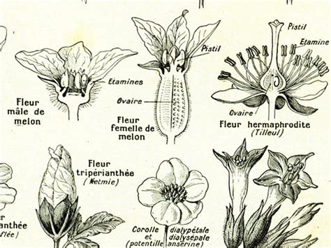 Illustration botanique de fleurs de véronique avec leur structure en épis