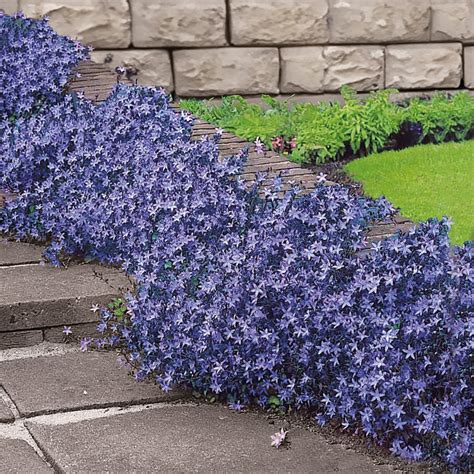 Véronique rampante en pleine floraison, couvrant une zone de jardin