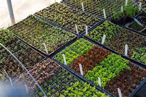 Comparaison entre semences traditionnelles et hybrides F1/OGM