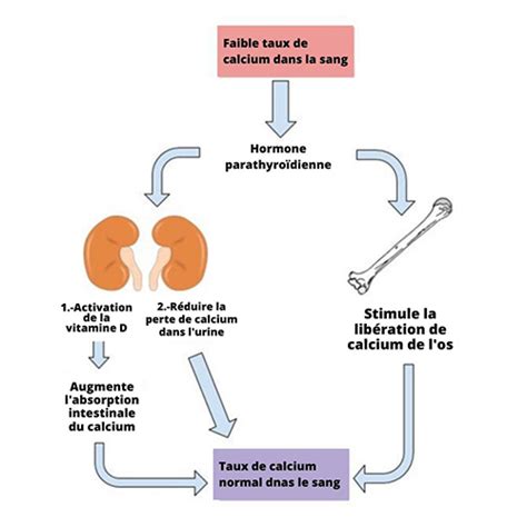 Schéma illustrant le rôle du calcium et du magnésium dans la structure cellulaire et la photosynthèse des plantes