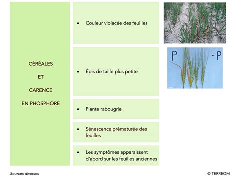 Comparaison visuelle entre une plante saine et une plante présentant une carence en calcium (nécrose apicale)