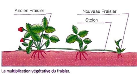 Schéma explicatif des stolons et de la reproduction végétative du Glechoma hederacea