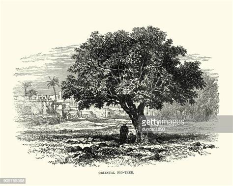Illustration d'un figuier luxuriant en Terre Sainte