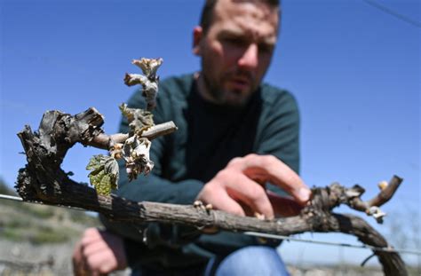 Schéma des dégâts du gel sur un arbre