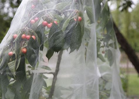 Mise en place d'un voile d'hivernage sur un jeune arbre