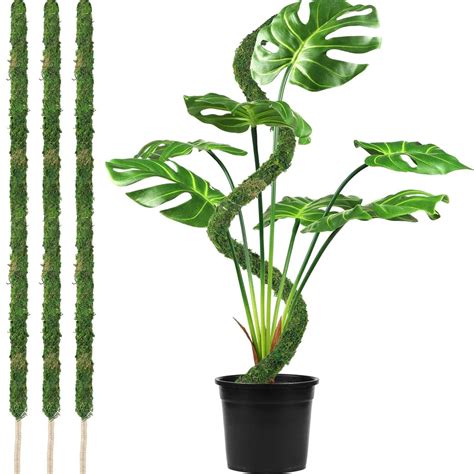 Plantes grimpantes d'intérieur avec tuteur en mousse