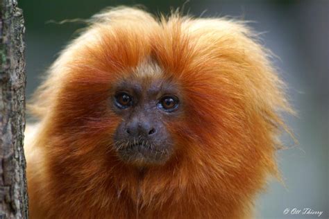 Tamarin lion doré dans son environnement naturel