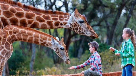 Enfants découvrant les animaux dans un zoo