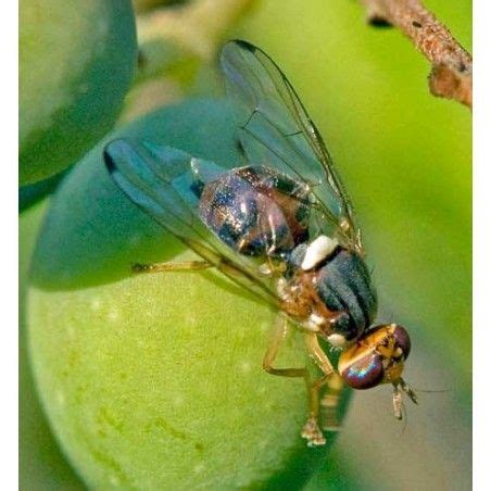 Mouche de l'olive (Bactrocera oleae)