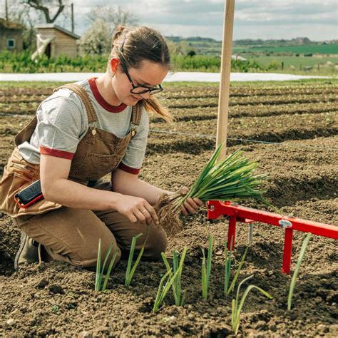 Schéma du plantoir à poireaux avec ses dimensions