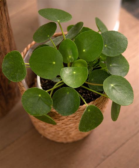 Pilea Peperomioides dans un intérieur moderne