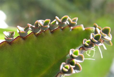 Collection de différentes espèces de Kalanchoe