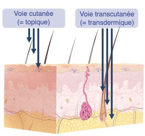 Schéma de l'action transdermique du bois de noisetier