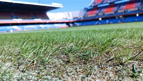 Zoom sur une zone endommagée de la pelouse du stade