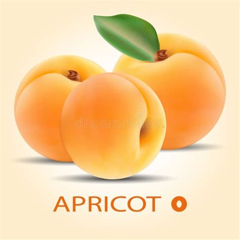 Illustration d'abricots frais