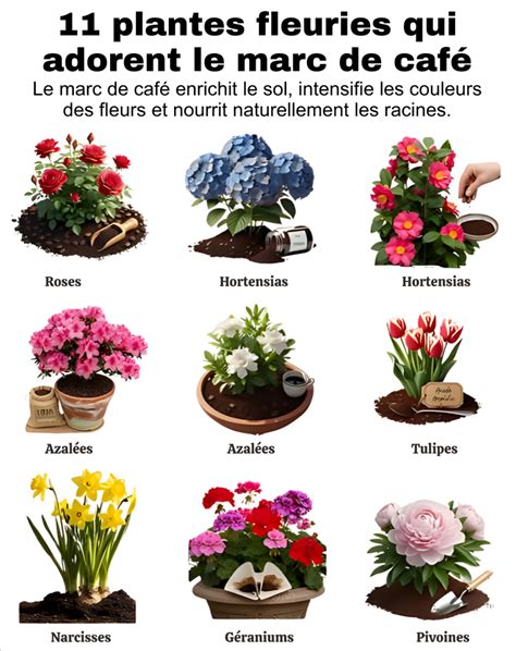 Infographie montrant les nutriments du marc de café (Azote, Phosphore, Potassium)