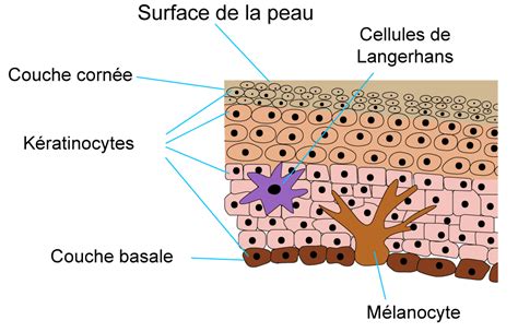 Schéma des couches de l'épiderme bénéficiant d'une huile hydratante