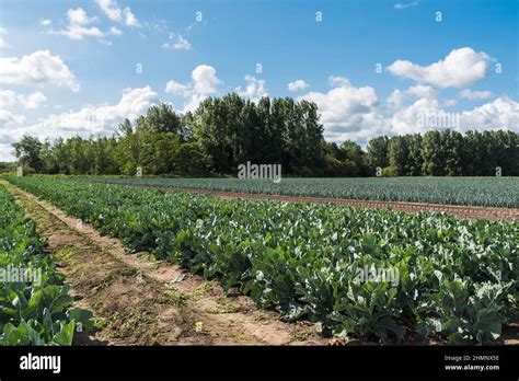 Champs de chou-fleur