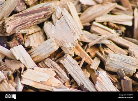 gros plan sur des copeaux de bois comme substrat de terrarium