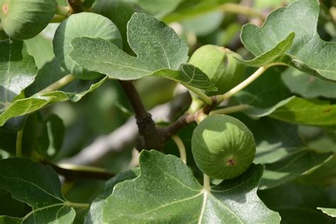 Arbre de figuier en pleine croissance avec des fruits