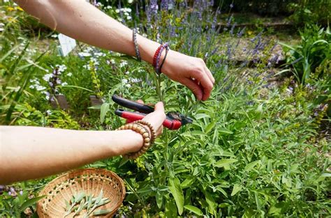 Calendrier de récolte des feuilles de plantes médicinales