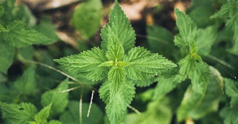 Plantes toxiques à éviter lors de la cueillette