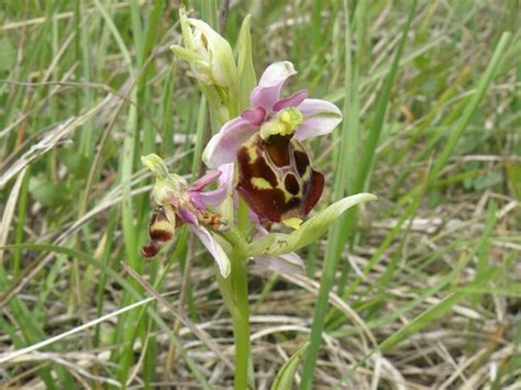 Orchidée sauvage sur pelouse sèche