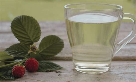 Préparation d'une infusion de feuilles de framboisier